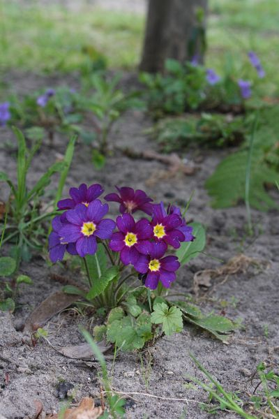 Primula-vulgaris-Hybride