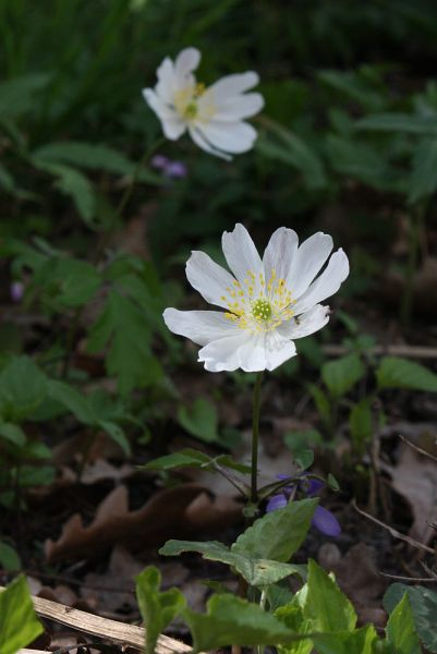 Anemone nemorosa, Monstrosität