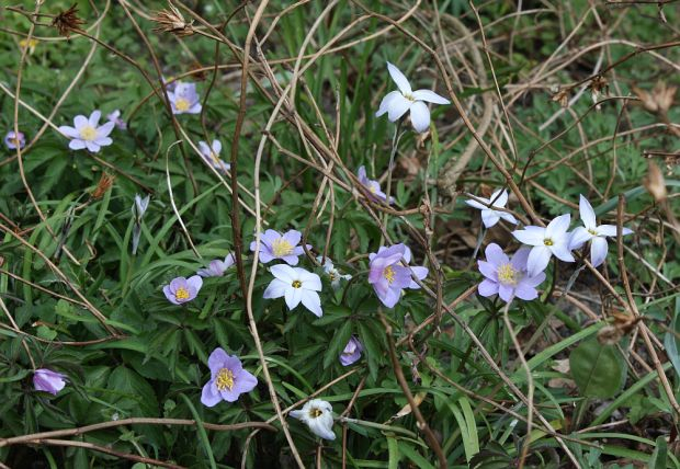Anemone nemorosa ROBINSONIAA, Ipheion uniflorum