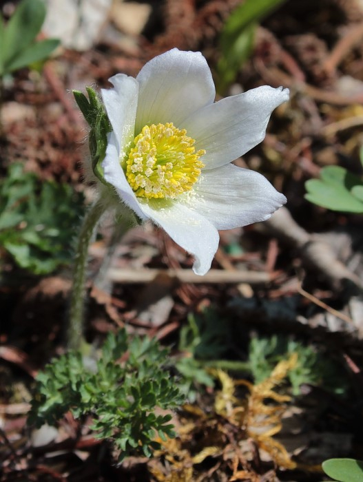 Pulsatilla violacea