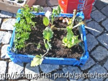 mein "Kisten-Garten"
