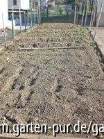 das Kartoffelfeld vorne, hinten die Spargelreihen, dahinter (sieht man nicht so gut) der Garten an der Schuppenseite entlang