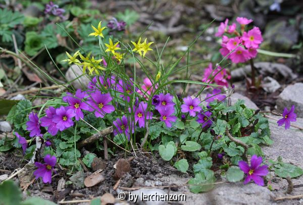 Primula juliae, Gagea minima
