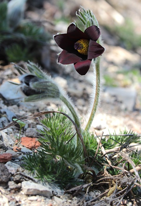 Pulsatilla rubra var rubra f. nigella
