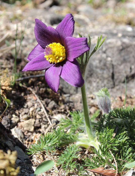 Pulsatilla vulgaris var. costeana