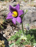 Pulsatilla vulgaris var. costeana