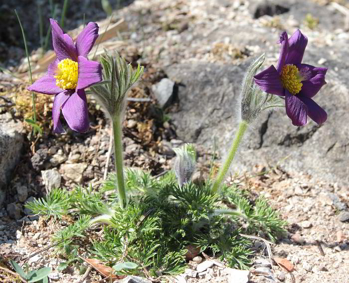 Pulsatilla vulgaris var. costeana