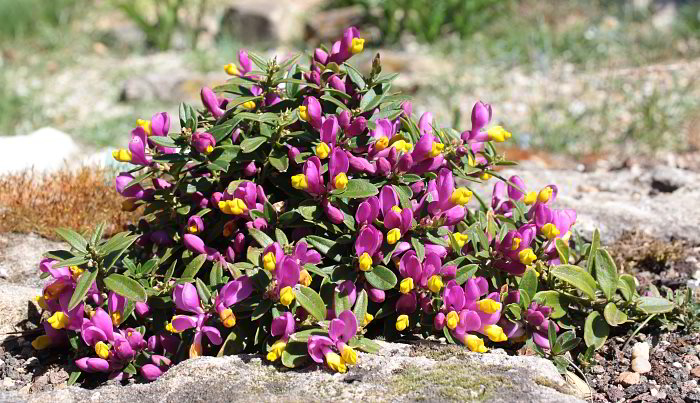 Polygala chaemebuxus var. grandiflora