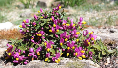 Polygala chamaebuxus var. grandiflora
