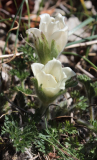 Pulsatilla albana f. alba