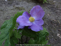 Glaucidium palmatum April 2015