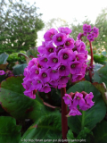 Bergenia 'Eroica' April 2015
