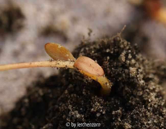 Sanguinaria canadensis, Keimblätter