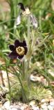 Pulsatilla montana