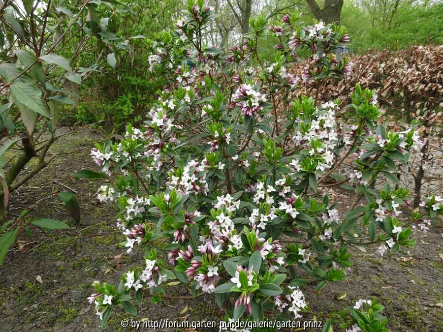 Daphne tangutica April 2015