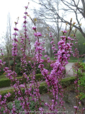 Cercis chinensis Avondale April 2015