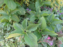 Paris quadrifolia April 2015