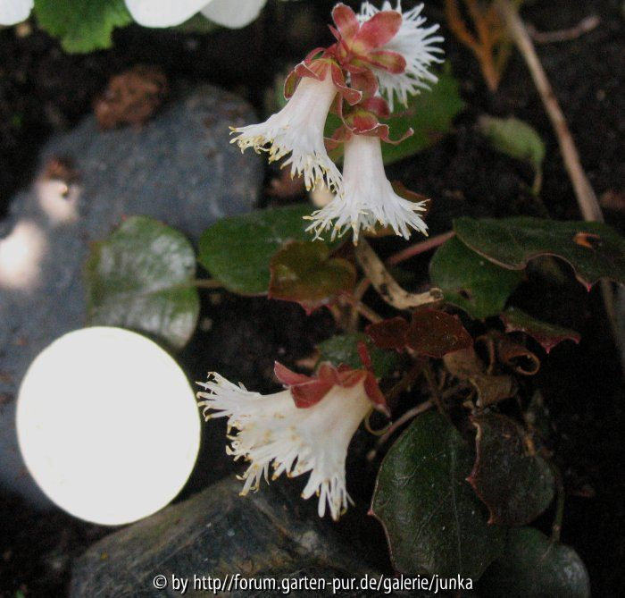 Shortia sold. kl. weiß. 3.15.