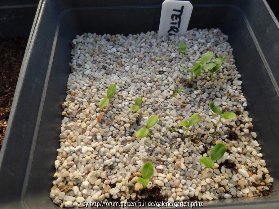 Tetradium danielli Germination April 2015