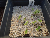 Tetradium danielli Germination April 201