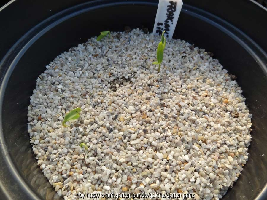 Fraxinus sieboldiana Germination April 2015