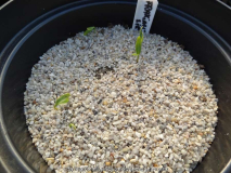 Fraxinus sieboldiana Germination April 2
