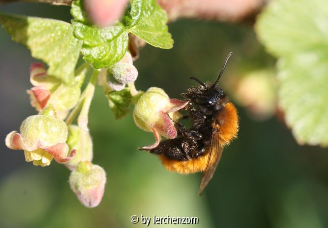 Wildbiene, Osmia?