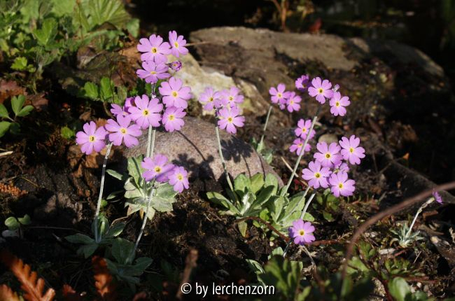 Primula frondosa