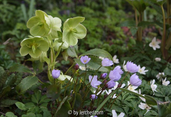 Plagiorhegma dubium, Helleborus argutifolius