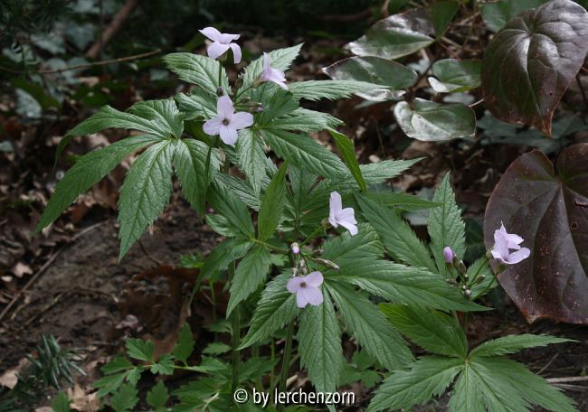 Cardamine heptaphylla