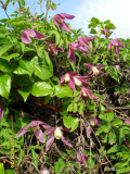 Clematis alpina salz.jpg