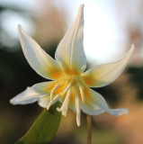 Erythronium multiscapoideum