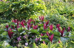 Trillium kurabayashii