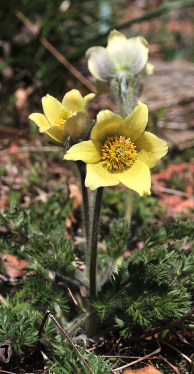 Pulsatilla albana