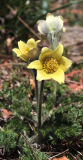 Pulsatilla albana