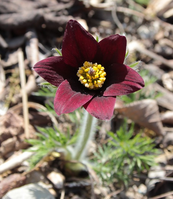 Pulsatilla rubra var rubra f. nigella