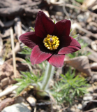 Pulsatilla rubra var rubra f. nigella