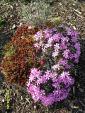 polsterphlox gebändigt salz.jpg