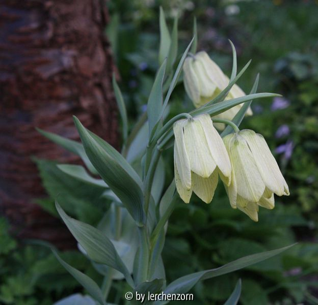 Fritillaria pallidiflora