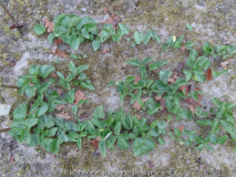 Trillium kurabayashii Seedlings