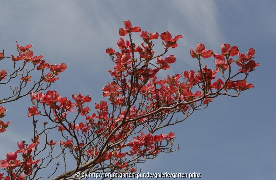 Cornus florida Cherokee Chief April 2015