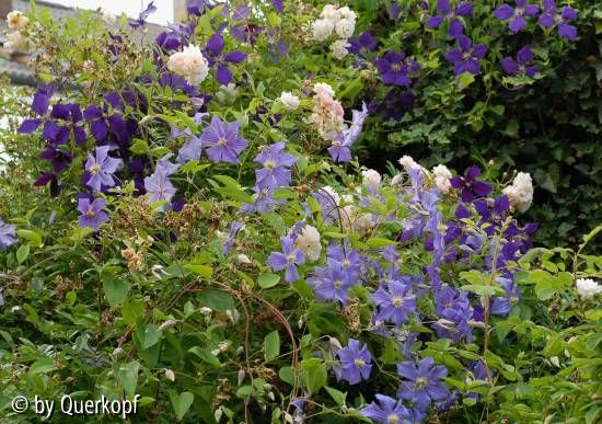 Clematis-Ghislaine-Dschungel 2007