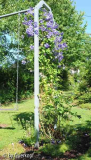 Clematis an Schaukel 2013