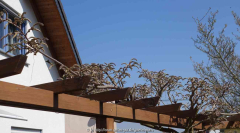 Wisteria_floribunda_15-1.jpg