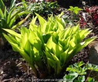 Hosta-ChineseSunrise_15-1.jpg