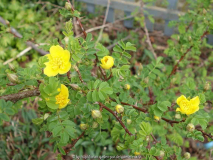 Rosa_pimpinellifolia-HelenKnight_15-1a.j