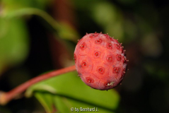 Cornus kousa - Frucht