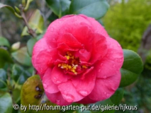 Camellia ??