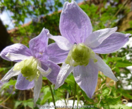 Clematis alpina Blue Princess.jpg