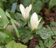 Trillium spec. evtl. albidum